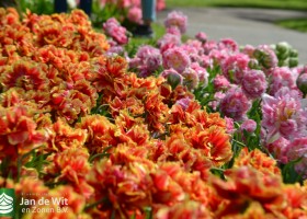 Tulipa Sugar Bird & Dutch Pioneer (6)