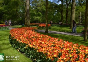 Tulipa Suncatcher (1)