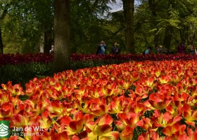 Tulipa Suncatcher (3)