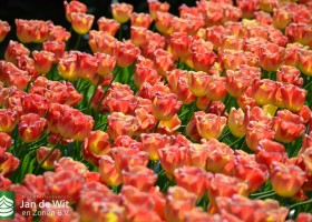 Tulipa Switch (1)