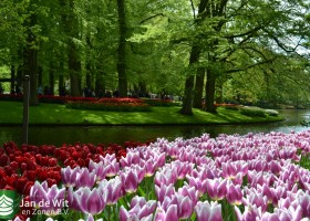 Tulipa Synaeda Blue (13)