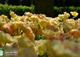 Tulipa Vaya Con Dios (5)