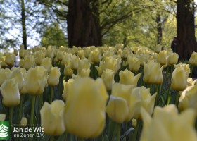 Tulipa World Friendship (3)