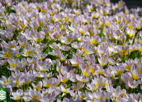 Tulipa bakeri Lilac Wonder (2)