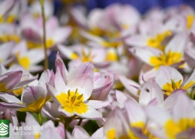 Tulipa bakeri Lilac Wonder (8)