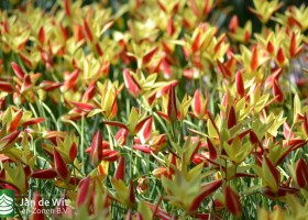Tulipa clusiana Cynthia (2)