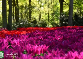 Keukenhof 2020