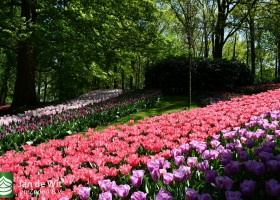 Keukenhof 2020 (100)