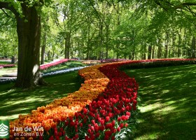 Keukenhof 2020 (101)