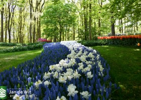 Keukenhof 2020 (102)