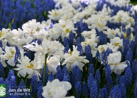 Keukenhof 2020 (103)