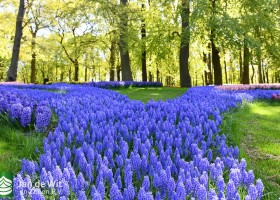 Keukenhof 2020 (104)