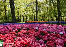 Keukenhof 2020 (105)