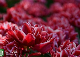 Keukenhof 2020 (106)