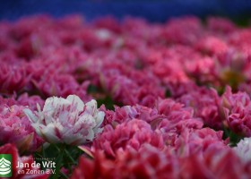 Keukenhof 2020 (107)