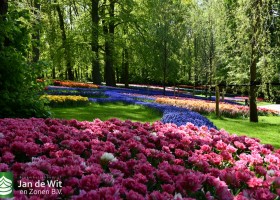 Keukenhof 2020 (109)