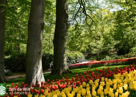 Keukenhof 2020 (111)