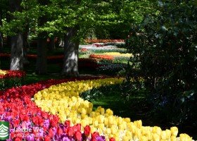 Keukenhof 2020 (112)