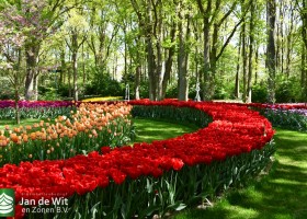 Keukenhof 2020 (113)