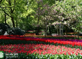 Keukenhof 2020 (115)