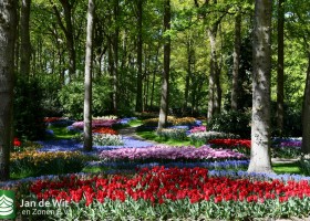 Keukenhof 2020 (116)