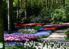 Keukenhof 2020 (117)