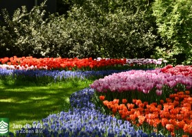 Keukenhof 2020 (118)