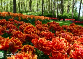 Keukenhof 2020 (119)