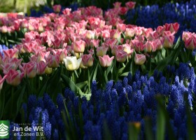 Keukenhof 2020 (12)