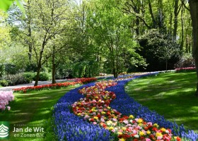 Keukenhof 2020 (120)
