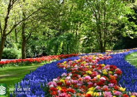 Keukenhof 2020 (121)
