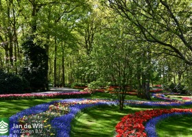 Keukenhof 2020 (122)