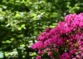 Keukenhof 2020 (123)