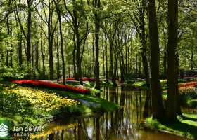 Keukenhof 2020 (124)
