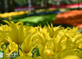 Keukenhof 2020 (126)
