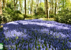 Keukenhof 2020 (127)