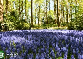 Keukenhof 2020 (128)