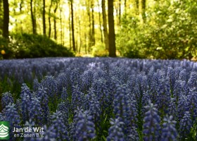 Keukenhof 2020 (129)