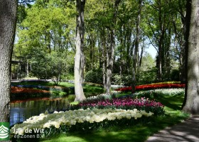 Keukenhof 2020 (130)
