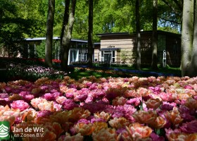 Keukenhof 2020 (131)