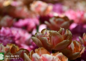 Keukenhof 2020 (132)