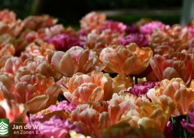 Keukenhof 2020 (133)