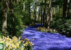 Keukenhof 2020 (134)