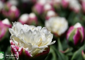 Keukenhof 2020 (135)