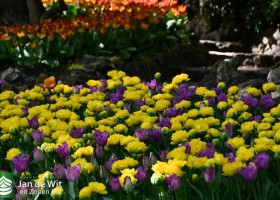 Keukenhof 2020 (136)
