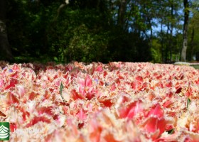 Keukenhof 2020 (137)