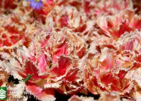 Keukenhof 2020 (138)