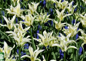 Keukenhof 2020 (139)