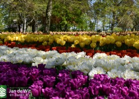 Keukenhof 2020 (14)