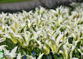 Keukenhof 2020 (140)